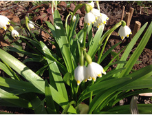 ����������(��������)