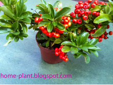 ��������� (Pyracantha)