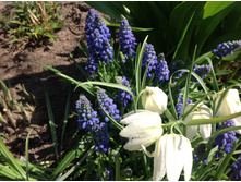 ������ �����