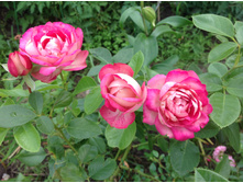 ���� �������� �� �����  ����������