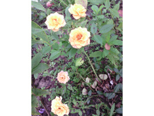 IMG 20160820 072451.jpg