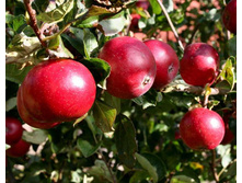 ������ ���� ������� ������ �4  495�