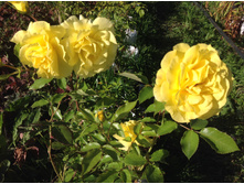 ���� ������