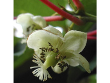 ��������� ��������(�������) 268�