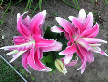 IMG 20170824 121251.jpg