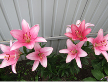 ����� "��������"