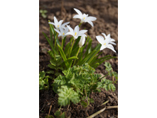 ������� �� ������� ���. oliskaAvto