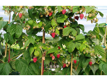 ������ ��������� ������ 240�