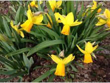 ������� ��������