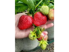 ���������  �������(��������)����������� �������� � ������� 6 ����� ������  241�