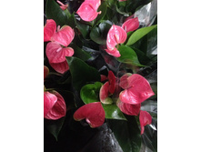 �������� ���� ����  --- ����� ������ ������ !!!