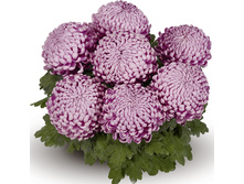 ��������� �����