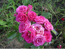 ���� ����� "��� �����"