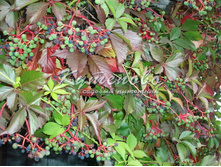 �������� ������������ 150�