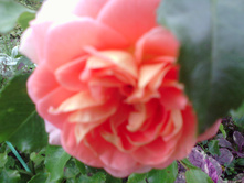 IMG 20160820 072323.jpg