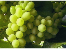 �������� �������� �������� ���� �2 �50* 260�