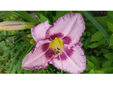 �������� Mildred Mitchell
