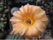 Echinopsis hybrid A61 Aphrodite