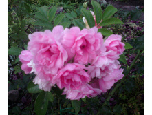 IMG 20160821 194530.jpg