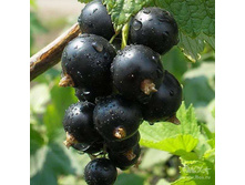 ��������� ������ ���� �������  208�