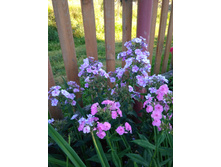 IMG 20180806 175635.jpg