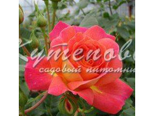 ���� ���������� ���� ��� ������ � ������� 180�