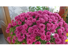 Bigli Red ������ 6-7 �� ������ 40�� �������� ������ ��������