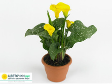 ����� ���������� ���� Gold Crown - 450- 500 ���.