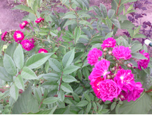 IMG 20160820 072350.jpg