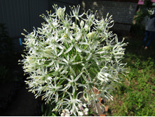 ��� �����. ����� �������