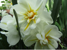 ������� "��� ������� �������"