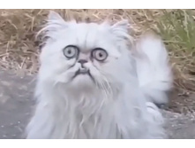 ������� "��������"