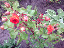 IMG 20170617 161033.jpg