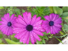 Osteospermum