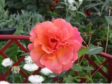 ���� "Easy Does It" (��� ��� �� )