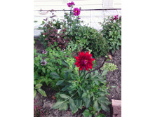 IMG 20170928 122843.jpg