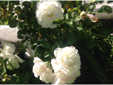 ���� �������   ����������