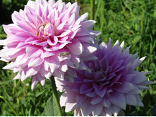 ������� �������� ���������� (��) �������� ������ ��������� ������