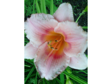 IMG 20160723 201918.jpg