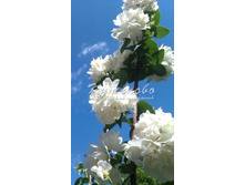 �������� �������� "Schnestrum" 160�