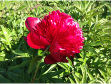 ���� ��� ����