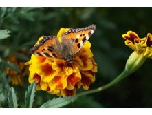 �������� �� ������� "���� �������. ����������� ����� "��������� ������"! "