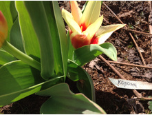 ������� ������