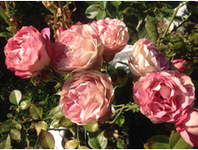 ��������� � ����� ��������