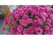 Bigli Red ������ 6-7 �� ������ 40�� �������� ������ ��������