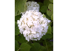 IMG 20130708 214953.jpg