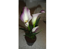 ����� ����