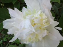 IMG 20170707 172512.jpg