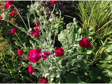 ������ �����������