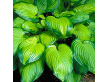 ����� Guacamole /���������/ (61)